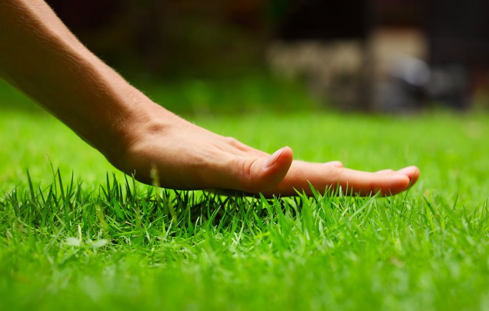 Lawn Care Tips for Beginners