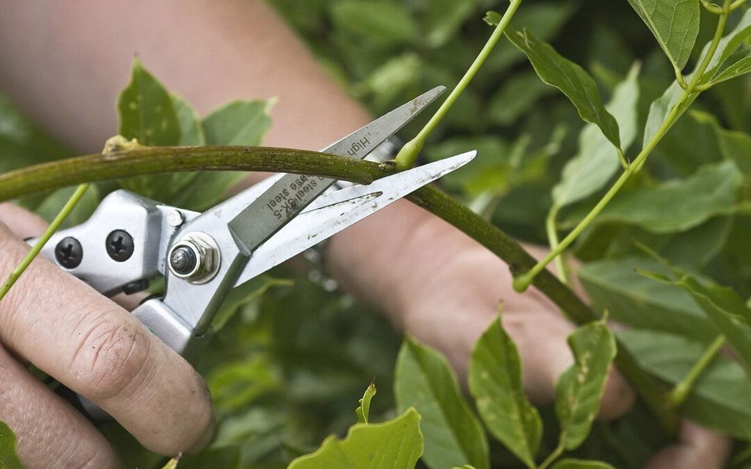 pruning mistakes