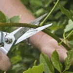 pruning mistakes