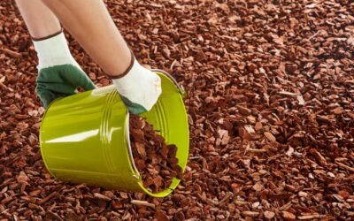 Mulching Minnesota: Why You Should Use Mulch?