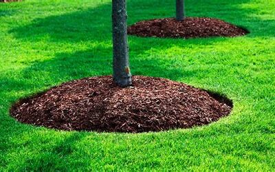 The 11 Benefits of Mulching in Minnesota