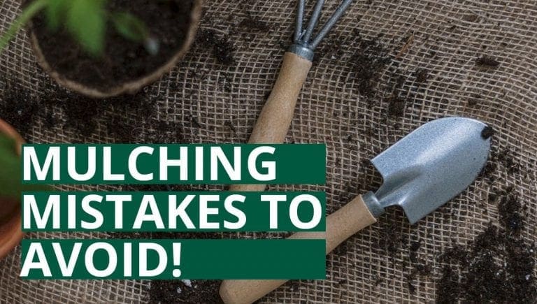 The Worst Mulching Mistakes To Avoid